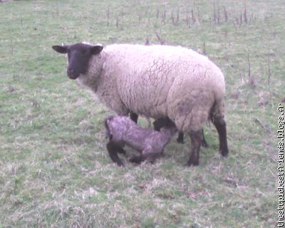 Super mignon l'agneau en train de têter sa maman!!!!